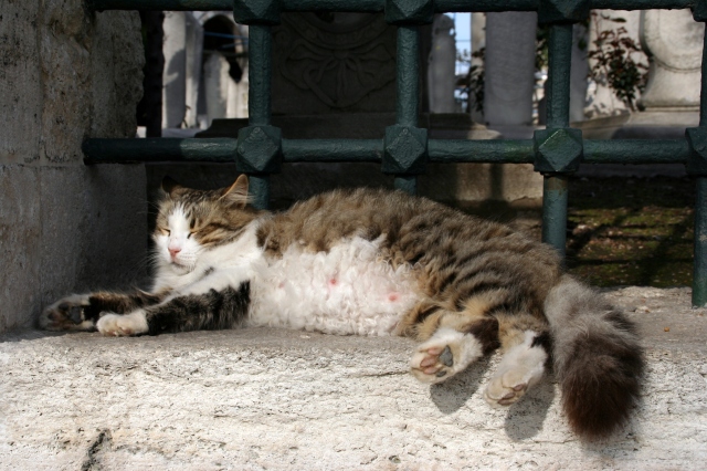 Cat snoozing at Süleymaniye Mosque